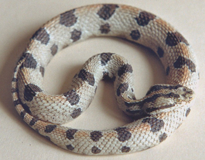 Pygmy Rattlesnake