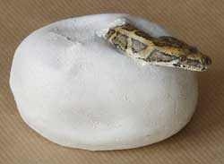 Indian Python / Black-Tailed Python / Indian Rock Python / Asian Rock Python