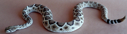 Western Diamondback rattlesnake / Texas Diamond-Back