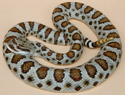 Prairie Rattlesnake / Great Plains Rattlesnake