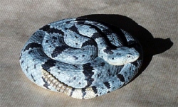 Rock Rattlesnake /Green Rattlesnake / Blue Rattlesnake