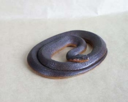 Plain-Bellied Water Snake / Plainbelly Water Snake