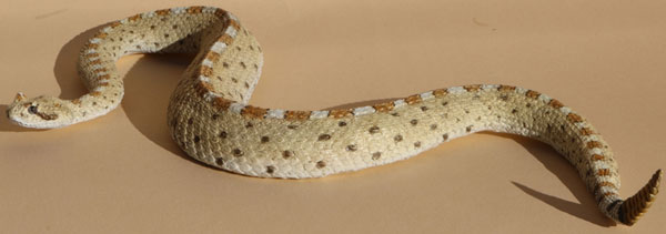 Sidewinder / Horned Rattlesnake / Sidewinder Rattlesnake
