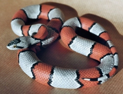 Mexican Kingsnake