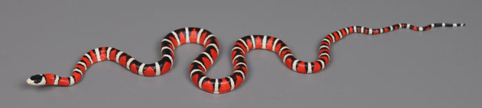 Arizona Mountain Kingsnake / Sonoran Mountain Kingsnake