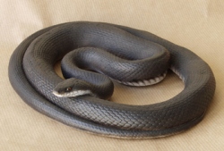 Western Rat Snake / Black Rat Snake / Pilot Black Snake / Black Snake