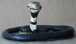 Forest Cobra / Black Cobra