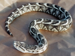 Puff Adder