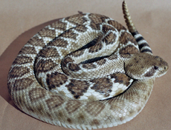 Western Diamondback rattlesnake / Texas Diamond-Back