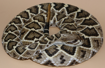 Eastern Diamondback Rattlesnake