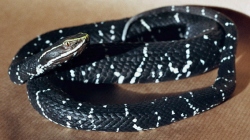 Mexican cantil / Mexican Ground Pit Viper / Cantil Viper / Black Moccasin / Mexican Moccasin
