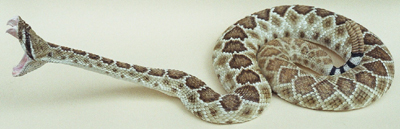 Western Diamondback rattlesnake / Texas Diamond-Back