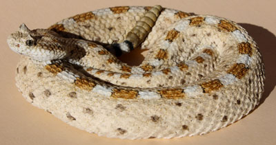 Sidewinder / Horned Rattlesnake / Sidewinder Rattlesnake