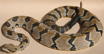 Timber Rattlesnake / Canebrake Rattlesnake / Banded Rattlesnake