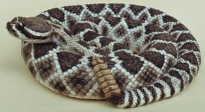 Pacific Rattlesnake