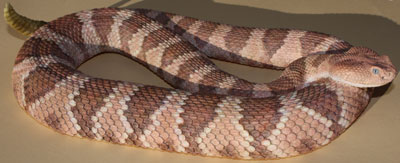 Speckled Rattlesnake / Mitchell's Rattlesnake / White Rattlesnake