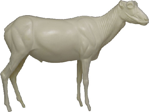 Arabische Oryx / Weisse Oryx