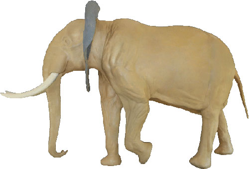 Elefant (Afrikanisch)