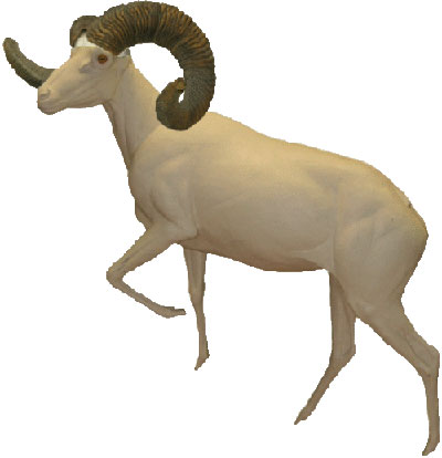 Argali