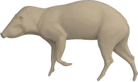 Peccari / Javelina