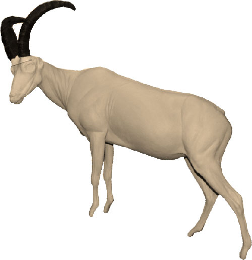 Ibex