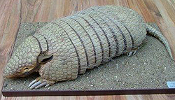 Six-Banded Armadillo / Yellow Armadillo