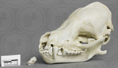 Cave Myotis Bat Skull, 8:1 Scale