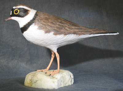 Little Ringed Plover