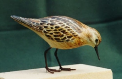 Little Stint