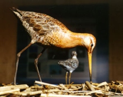 Black-Tailed Godwits