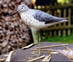 Greenshank