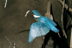 Eisvogel