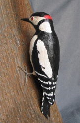 Great Spotted Woodpecker