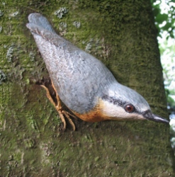 Nuthatch