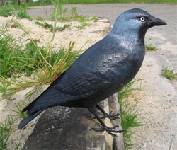 Jackdaw