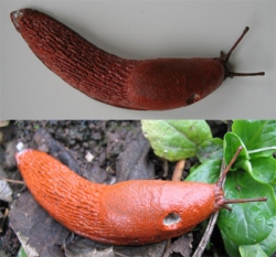 Red Slug / Large Red Slug / Chocolate Arion / European Red Slug