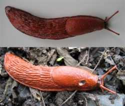 Red Slug / Large Red Slug / Chocolate Arion / European Red Slug