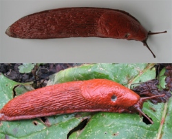 Red Slug / Large Red Slug / Chocolate Arion / European Red Slug