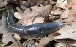Ash-Grey Slug