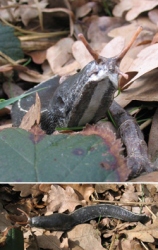 Ash-Grey Slug