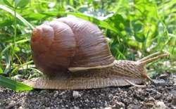 Weinbergschnecke