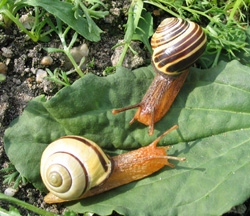 Hainbänderschnecke, Schwarzmündige Bänderschnecke