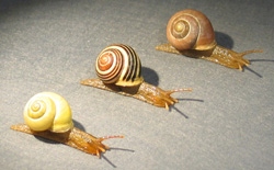 Gartenbänderschnecke, Weissmündige Bänderschnecke