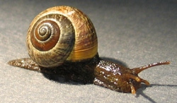 Tree Snail