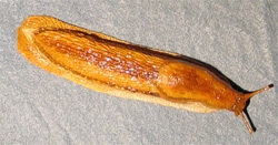 Great Dusky Slug