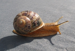 Gefleckte Weinbergschnecke