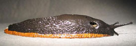 Black Slug / Black Arion / European Black Slug / Large Black Slug