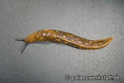 Cellar Slug / Yellow Slug, Tawny Garden Slug