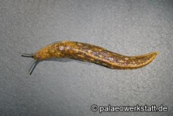 Bierschnegel oder Kellerschnecke