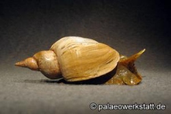 Spitzschlammschnecke